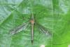 Tipula selene